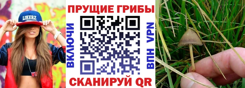 закладки  Краснообск  Псилоцибиновые грибы Magic Shrooms 